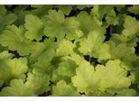 6 X Heuchera Hybr. 'Electric Lime' - Campane Viola - Vaso Da 9 X 9 Cm