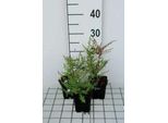 6 X Aster Eric. Blue Star' - Astro Autunnale - Vaso 9 X 9 Cm