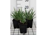 6 X Sisyrinchium Angustifolium - Erba Spada - Vaso 9 X 9 Cm