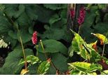 6 X Persicaria Ampl. 'Speciosa' ('Coda Di Fuoco') - Nodo A Candela - Vaso 9 X 9 Cm