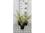 6 X Hemerocallis Hybr. 'White Temptation' - Taglilie - Topf 9 X 9 Cm