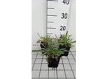 6 X Scabiosa Cauc. 'Miss Willmott' - Scabiosa - Vaso 9 X 9 Cm