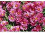 6 X Aster N.-A. 'Andenken An A. PöTschke' - Astro Autunnale - Vaso 9 X 9 Cm