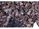 6 X Heuchera Hybr. 'Black Sea'® - Campanula Viola - Vaso 9 X 9 Cm