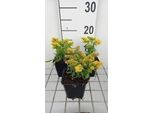 6 X Solidago 'Laurin' - Verga D'oro - Vaso 9 X 9 Cm