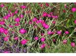 6 X Lychnis Coronaria - Campioncino - Vaso 9 X 9 Cm
