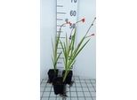 6 X Crocosmia Hybr. 'Red King' - Crocosmia - Topf 9 X 9 Cm