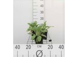6 X Stachys Byzantina (Lanata/Olympica) - Erba - Vaso 9 X 9 Cm
