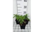 6 X Aster Dum. 'Mediterranean' - Aster Autunnale - Vaso 9 X 9 Cm