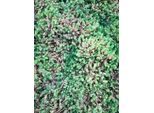 6 X Sedum Sexangulare - Foglia Grassa - Vaso 9 X 9 Cm