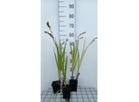 6 X Crocosmia Hybr. 'Emberglow' - Crocosmia - Topf 9 X 9 Cm