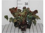 6 X Heuchera Hybr. 'Beauty Colour' - Campane Viola - Vaso 9 X 9 Cm