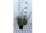 6 X Aster Eric. 'ErlköNig' - Aster Autunnale - Vaso 9 X 9 Cm