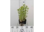 6 X Lysimachia Punctata - Pennywort - Vaso 9 X 9 Cm