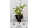 6 X Rodgersia Aesculifolia - Foglie Di Castagno - Vaso 9 X 9 Cm