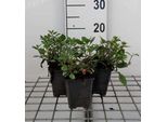 6 X Saponaria Ocymoides - Saponaria - Vaso 9 X 9 Cm