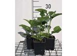 6 X Echinacea Purp. 'Alba' - Fiore Di Conifera - Vaso 9 X 9 Cm