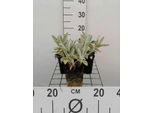 6 X Stachys Byz. 'Silver Carpet' - Ziest - Vaso 9 X 9 Cm