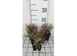 6 X Aster Eric. Pink Cloud' - Astro Autunnale - Vaso 9 X 9 Cm