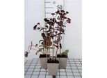 6 X Sedum Hybr. 'Purple Emperor' - Foglia Grassa - Vaso 9 X 9 Cm