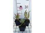 6 X Echinacea Angustifolia - Fiore Di Conifera - Vaso 9 X 9 Cm