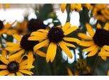 6 X Rudbeckia Fulg. 'Little Goldstar' - Echinacea - Vaso 9 X 9 Cm