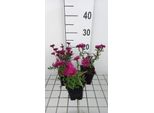 6 X Aster N.-B. 'Royal Ruby' - Astro Autunnale - Vaso 9 X 9 Cm