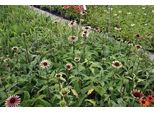 6 X Echinacea Purp. 'Green Twister' - Sonnenhut - Topf 9 X 9 Cm