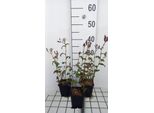 6 X Tricyrtis Formosana - Giglio Rospo - Vaso 9 X 9 Cm