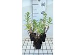 6 X Aster N.-A. 'Herbstschnee' - Astro Autunnale - Vaso 9 X 9 Cm