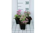 6 X Sedum Hybr. 'Abbeydore' - Foglia Grassa - Vaso 9 X 9 Cm