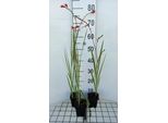 6 X Crocosmia 'Fire King' - Crocosmia - Vaso 9 X 9 Cm