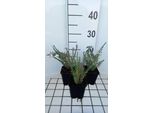 6 X Linum Perenne 'Diamant' - Linum - Vaso 9 X 9 Cm