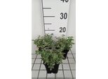 6 X Sanguisorba Hybr. 'Little Angel' - Pimpinelle - Vaso 9 X 9 Cm