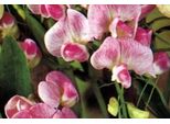 6 X Lathyrus Lat. 'Pink Pearl' - Pisello A Foglia Larga - Vaso 9 X 9 Cm