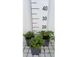 6 X Lamium Mac. 'Album' ('Niveum') - Ortica Morta - Vaso 9 X 9 Cm