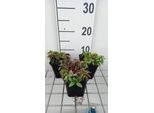 6 X Lamiastrum Gal. Herman's Pride' - Ortica Dorata - Vaso 9 X 9 Cm