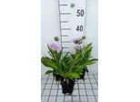 6 X Stokesia Laevis - Ziest - Vaso 9 X 9 Cm