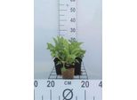 6 X Digitalis Hybr. 'Mertonensis' - Garofano - Vaso 9 X 9 Cm