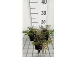 6 X Sanguisorba Tenuif. 'Purpurea' - Pimpinelle - Vaso 9 X 9 Cm
