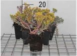 6 X Sedum Spath. Purpureum" - Foglia Grassa - Vaso 9 X 9 Cm"