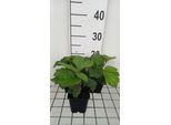 6 X Rodgersia Hybr. 'Bronze Peacock' - Schaublatt - Topf 9 X 9 Cm