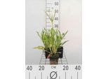 6 X Scabiosa Cauc. Perfecta' - Scabiosa - Vaso 9 X 9 Cm