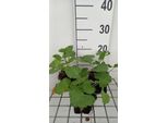 6 X Sidalcea Hybr. 'Little Princess'® - Malva Delle Praterie - Vaso 9 X 9 Cm