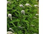 6 X Lysimachia Clethroides - Centella - Vaso 9 X 9 Cm
