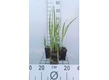 6 X Crocosmia Masoniorum - Crocosmia - Vaso 9 X 9 Cm