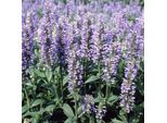 6 X Nepeta Nervosa - Erba Gatta - Vaso 9 X 9 Cm