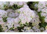 6 X Sedum Hybr. 'Frosty Morn' - Foglia Grassa - Vaso 9 X 9 Cm