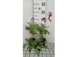 6 X Dicentra Forma 'Bacchanal' - Cuore Lacrimoso - Vaso 9 X 9 Cm