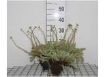 6 X Sedum Reflexum - Foglia Grassa - Vaso 9 X 9 Cm